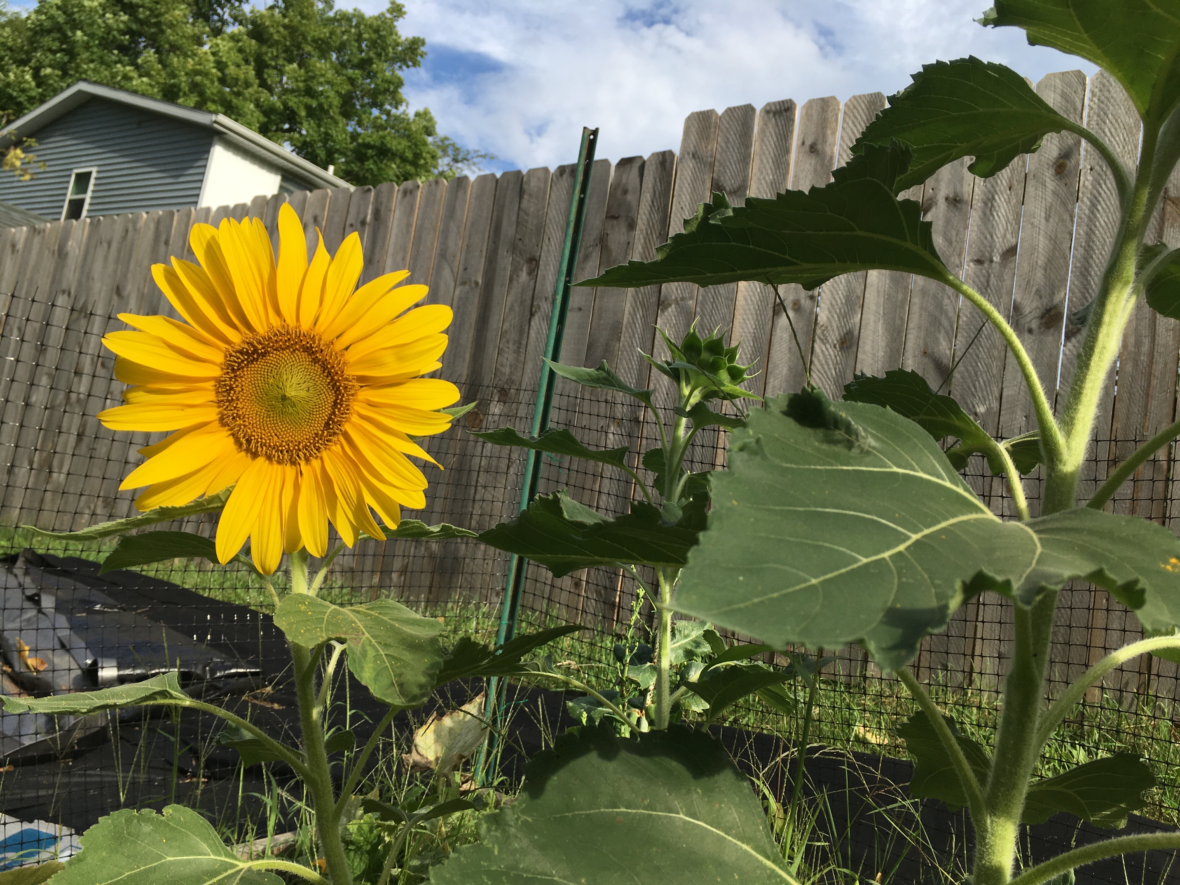 ellen's sunflower garden