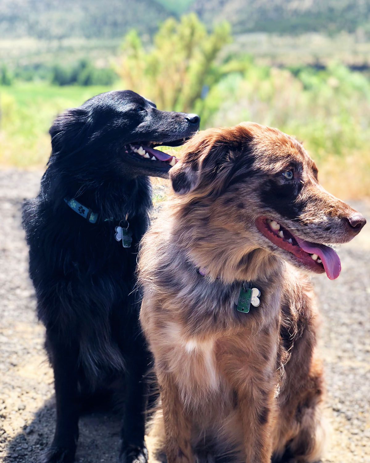 Lindsey's two dogs molly and roo