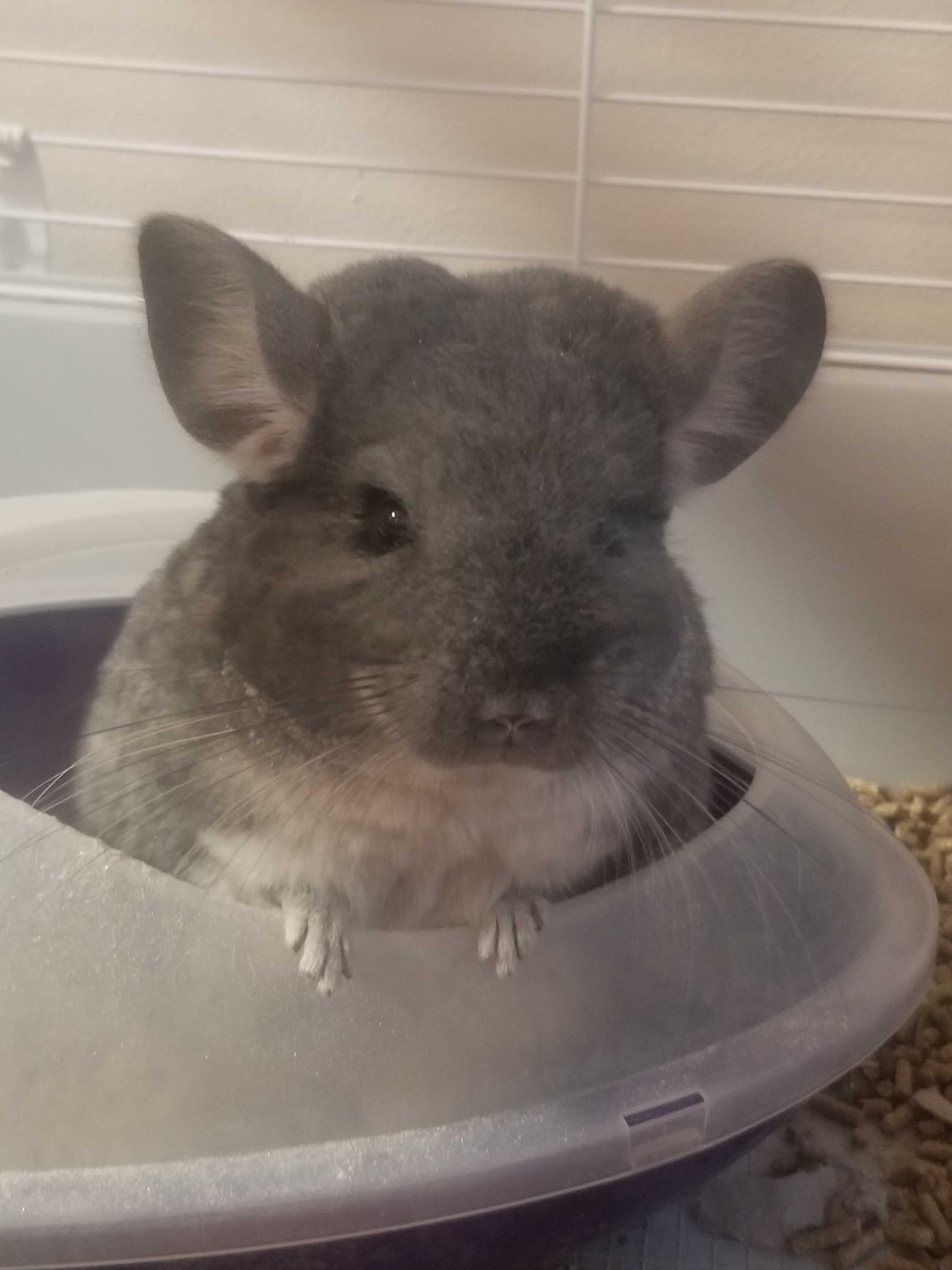 mia the chinchilla