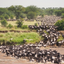 buffalo migration is messy and so is debugging your migration code