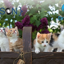 Photo of kittens looking at JSON and Drupal logos
